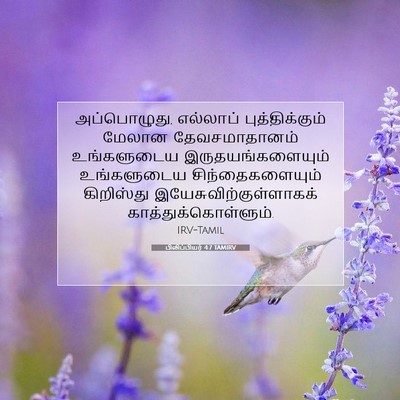 Picture 07 - பிலிப்பியர் 4:7 TAMIRV - அப்பொழுது, - Bible Verse Picture