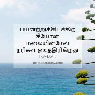 Picture 07 - புலம்பல் 5:18 TAMIRV -  - Bible Verse Picture