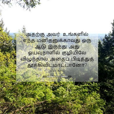 Picture 07 - மத்தேயு 12:11 TAMIRV - அதற்கு அவர்: - Bible Verse Picture