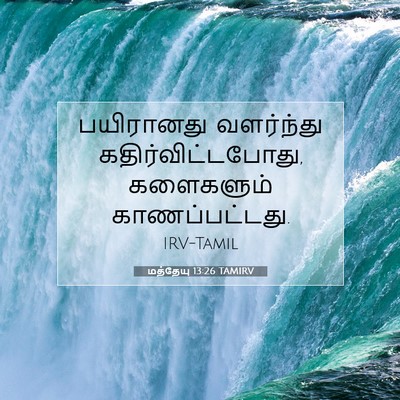 Picture 07 - மத்தேயு 13:26 TAMIRV - பயிரானது வளர்ந்து - Bible Verse Picture