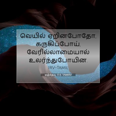 Picture 07 - மத்தேயு 13:6 TAMIRV - வெயில் ஏறினபோதோ, - Bible Verse Picture