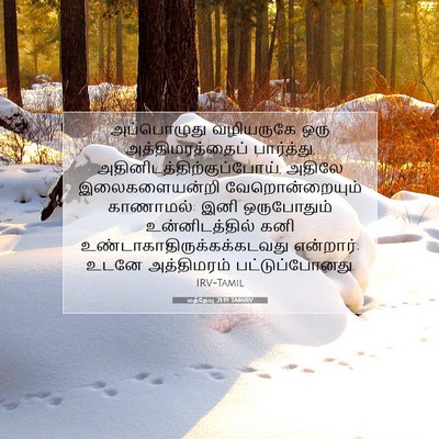 Picture 07 - மத்தேயு 21:19 TAMIRV - அப்பொழுது - Bible Verse Picture