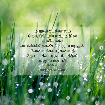 Picture 07 - மத்தேயு 21:34 TAMIRV - அறுவடைக்காலம் - Bible Verse Picture