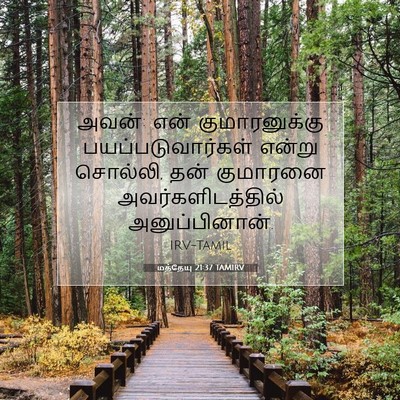 Picture 07 - மத்தேயு 21:37 TAMIRV - அவன்: என் - Bible Verse Picture