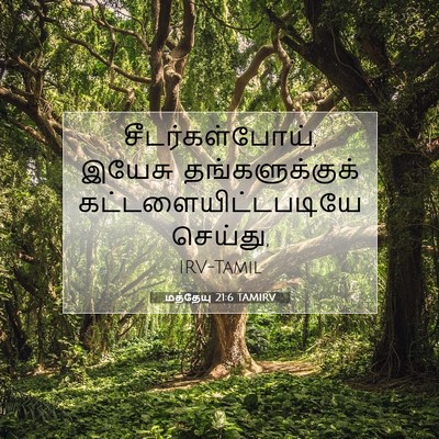 Picture 07 - மத்தேயு 21:6 TAMIRV - சீடர்கள்போய், - Bible Verse Picture