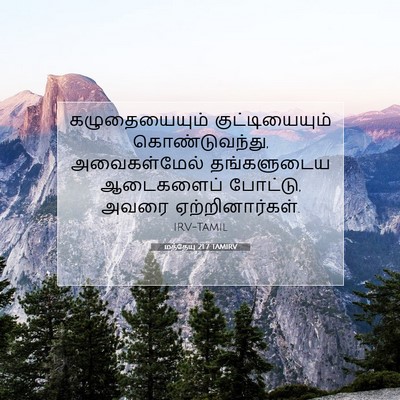 Picture 07 - மத்தேயு 21:7 TAMIRV - கழுதையையும் - Bible Verse Picture