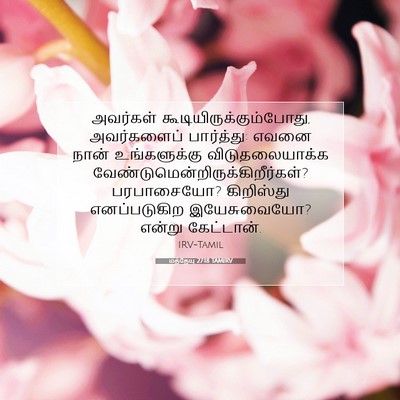 Picture 07 - மத்தேயு 27:18 TAMIRV - அவர்கள் - Bible Verse Picture