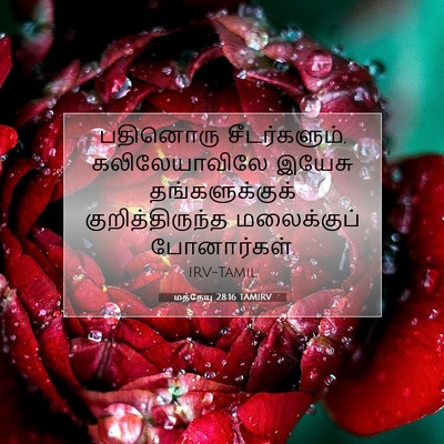 Picture 07 - மத்தேயு 28:16 TAMIRV - பதினொரு - Bible Verse Picture