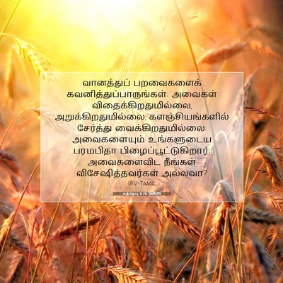 Picture 07 - மத்தேயு 6:26 TAMIRV - வானத்துப் - Bible Verse Picture