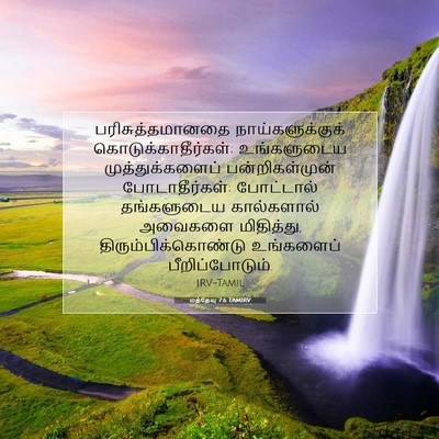 Picture 07 - மத்தேயு 7:6 TAMIRV - பரிசுத்தமானதை - Bible Verse Picture