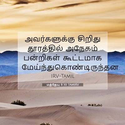 Picture 07 - மத்தேயு 8:30 TAMIRV - அவர்களுக்கு - Bible Verse Picture