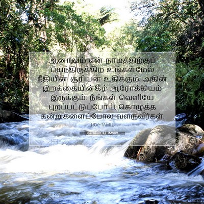Picture 07 - மல்கியா 4:2 TAMIRV - ஆனாலும் என் - Bible Verse Picture