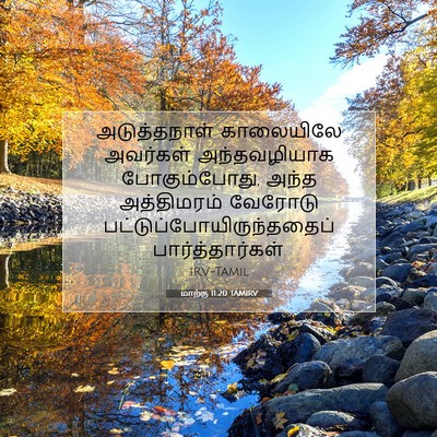 Picture 07 - மாற்கு 11:20 TAMIRV - அடுத்தநாள் - Bible Verse Picture