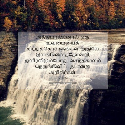 Picture 07 - மாற்கு 13:28 TAMIRV - அத்திமரத்தினால் - Bible Verse Picture