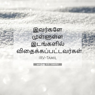 Picture 07 - மாற்கு 4:19 TAMIRV - இவர்களே முள்ளுள்ள - Bible Verse Picture