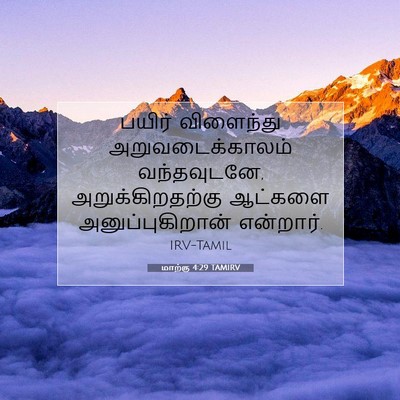 Picture 07 - மாற்கு 4:29 TAMIRV - பயிர் விளைந்து - Bible Verse Picture