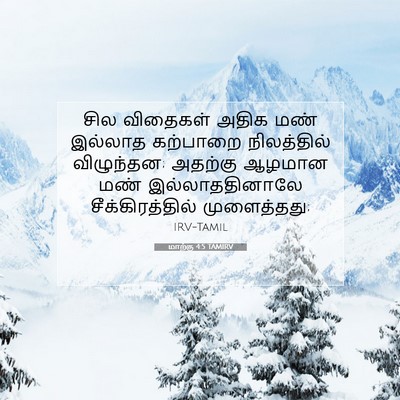 Picture 07 - மாற்கு 4:5 TAMIRV - சில விதைகள் அதிக - Bible Verse Picture