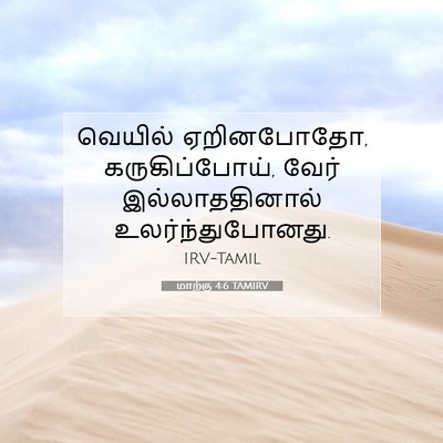 Picture 07 - மாற்கு 4:6 TAMIRV - வெயில் ஏறினபோதோ, - Bible Verse Picture
