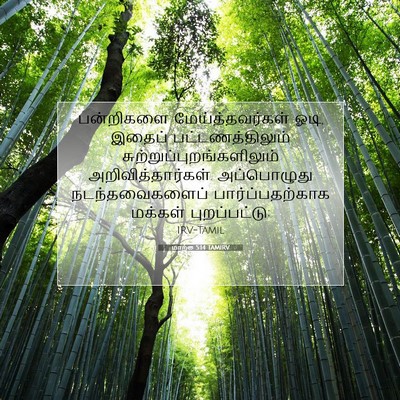 Picture 07 - மாற்கு 5:14 TAMIRV - பன்றிகளை - Bible Verse Picture