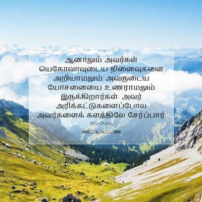 Picture 07 - மீகா 4:12 TAMIRV - ஆனாலும் அவர்கள் - Bible Verse Picture