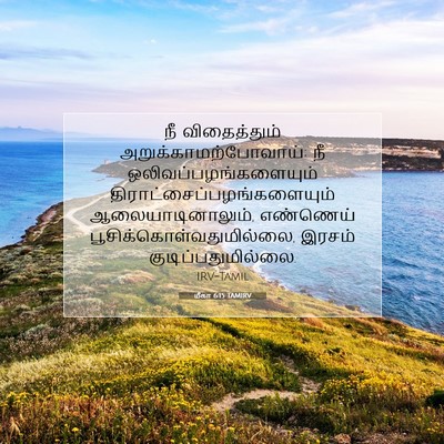 Picture 07 - மீகா 6:15 TAMIRV - நீ விதைத்தும் - Bible Verse Picture
