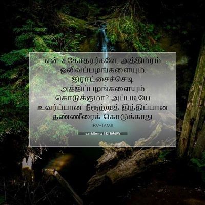 Picture 07 - யாக்கோபு 3:12 TAMIRV - என் சகோதரர்களே, - Bible Verse Picture