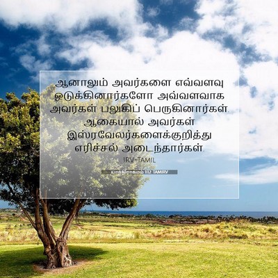 Picture 07 - யாத்திராகமம் 1:12 TAMIRV - ஆனாலும் அவர்களை - Bible Verse Picture
