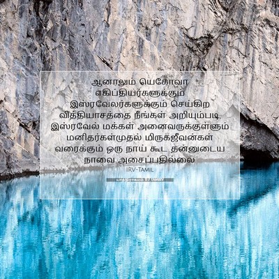 Picture 07 - யாத்திராகமம் 11:7 TAMIRV - ஆனாலும் யெகோவா - Bible Verse Picture