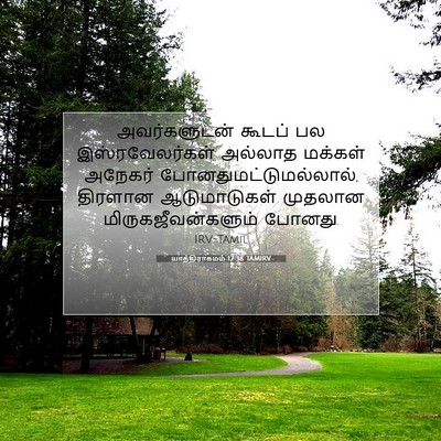 Picture 07 - யாத்திராகமம் 12:38 TAMIRV - அவர்களுடன் கூடப் - Bible Verse Picture