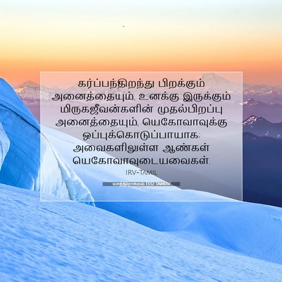 Picture 07 - யாத்திராகமம் 13:12 TAMIRV - கர்ப்பந்திறந்து - Bible Verse Picture