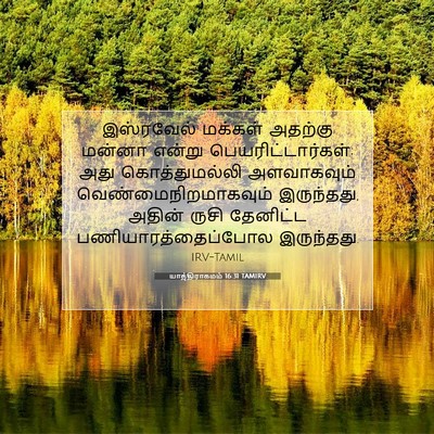 Picture 07 - யாத்திராகமம் 16:31 TAMIRV - இஸ்ரவேல் மக்கள் - Bible Verse Picture