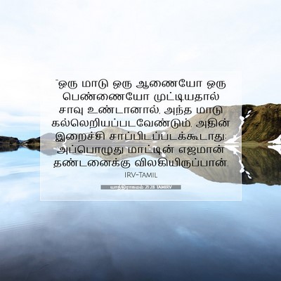 Picture 07 - யாத்திராகமம் 21:28 TAMIRV - “ஒரு மாடு ஒரு - Bible Verse Picture