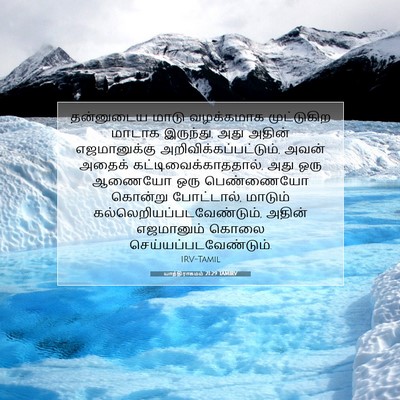 Picture 07 - யாத்திராகமம் 21:29 TAMIRV - தன்னுடைய மாடு - Bible Verse Picture