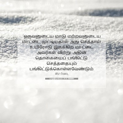 Picture 07 - யாத்திராகமம் 21:35 TAMIRV - “ஒருவனுடைய மாடு - Bible Verse Picture