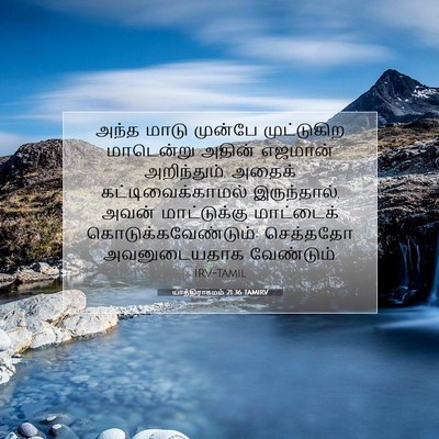 Picture 07 - யாத்திராகமம் 21:36 TAMIRV - அந்த மாடு முன்பே - Bible Verse Picture