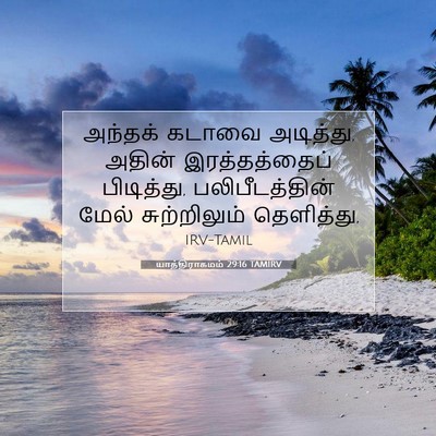 Picture 07 - யாத்திராகமம் 29:16 TAMIRV - அந்தக் கடாவை - Bible Verse Picture