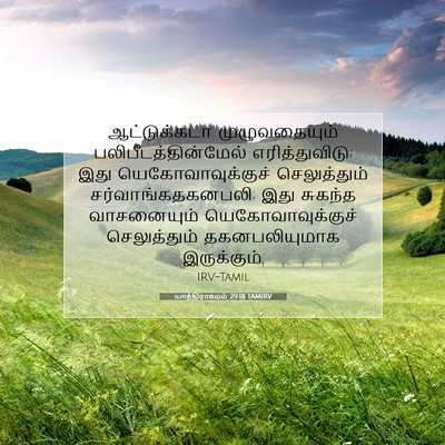 Picture 07 - யாத்திராகமம் 29:18 TAMIRV - ஆட்டுக்கடா - Bible Verse Picture