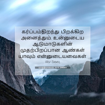 Picture 07 - யாத்திராகமம் 34:19 TAMIRV - கர்ப்பம்திறந்து - Bible Verse Picture
