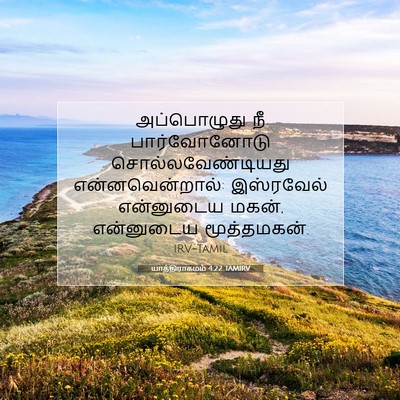 Picture 07 - யாத்திராகமம் 4:22 TAMIRV - அப்பொழுது நீ - Bible Verse Picture