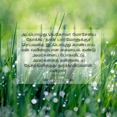 Picture 07 - யாத்திராகமம் 6:1 TAMIRV - அப்பொழுது யெகோவா - Bible Verse Picture