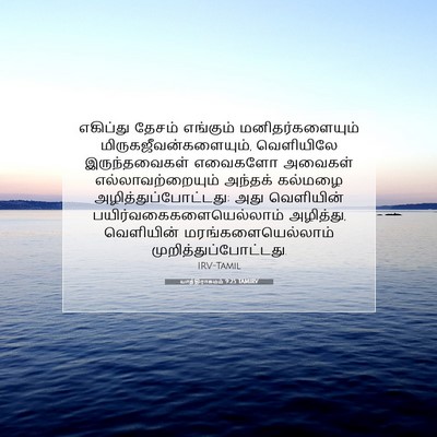Picture 07 - யாத்திராகமம் 9:25 TAMIRV - எகிப்து தேசம் - Bible Verse Picture