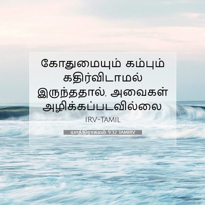 Picture 07 - யாத்திராகமம் 9:32 TAMIRV - கோதுமையும் - Bible Verse Picture