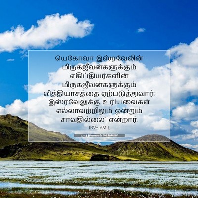 Picture 07 - யாத்திராகமம் 9:4 TAMIRV - யெகோவா இஸ்ரவேலின் - Bible Verse Picture