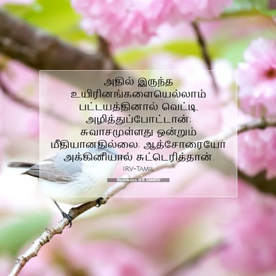 Picture 07 - யோசுவா 11:11 TAMIRV - அதில் இருந்த - Bible Verse Picture