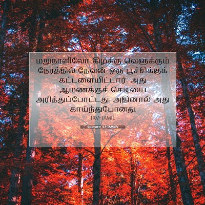 Picture 07 - யோனா 4:7 TAMIRV - மறுநாளிலோ கிழக்கு - Bible Verse Picture