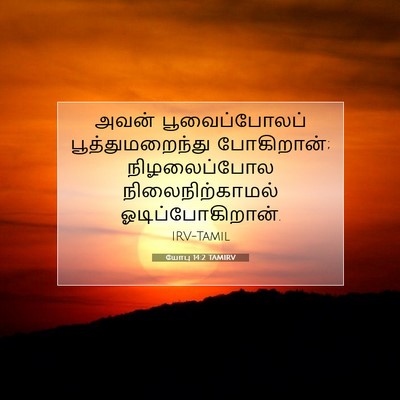 Picture 07 - யோபு 14:2 TAMIRV - அவன் பூவைப்போலப் - Bible Verse Picture