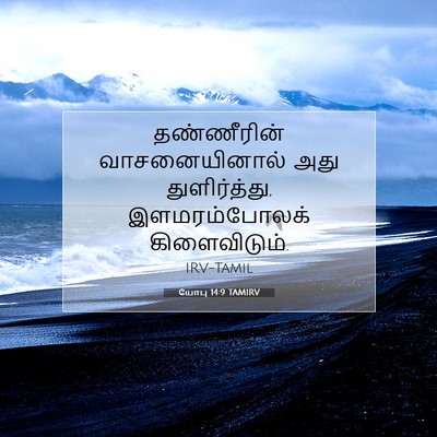 Picture 07 - யோபு 14:9 TAMIRV - தண்ணீரின் - Bible Verse Picture