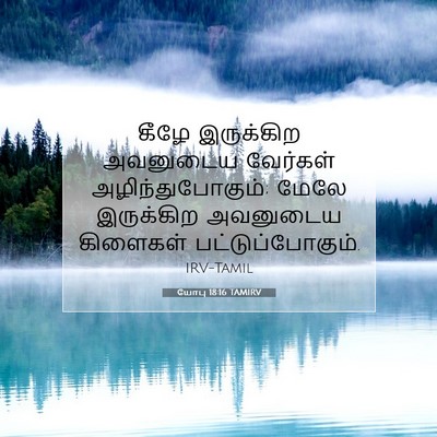 Picture 07 - யோபு 18:16 TAMIRV - கீழே இருக்கிற - Bible Verse Picture