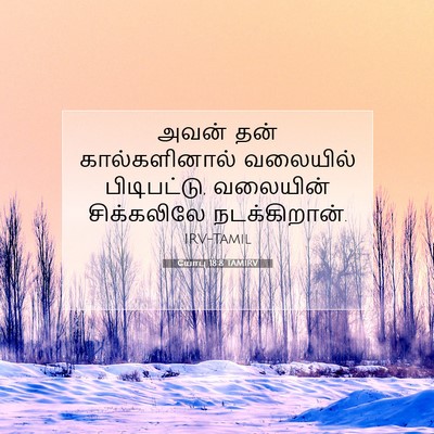 Picture 07 - யோபு 18:8 TAMIRV - அவன் தன் - Bible Verse Picture
