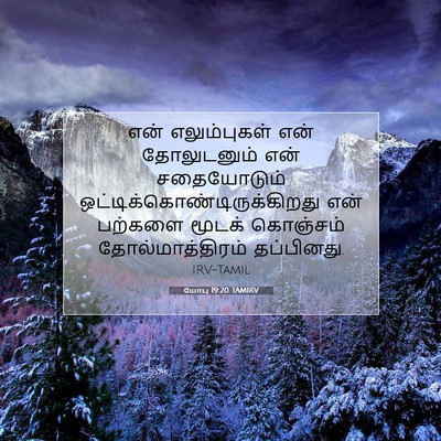 Picture 07 - யோபு 19:20 TAMIRV - என் எலும்புகள் - Bible Verse Picture